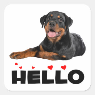  Hello Rottie Puppy Dog Cute Rottweiler   Square Sticker