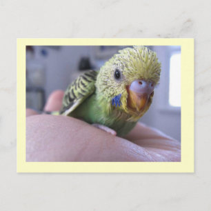 Hello Rufus Postcard
