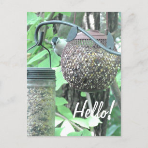 Hello! Saying Hi Cute Bird on Bird Feeder Postcard