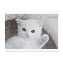 "Hello!" says this sweet and cute white baby Kitty