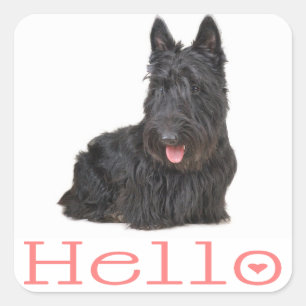 Hello Scottish Terrier Puppy Dog Sticker / Label
