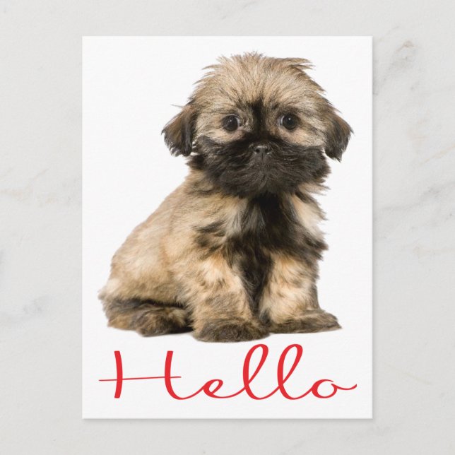 Hello Shih Tzu Puppy Dog Postcard (Front)