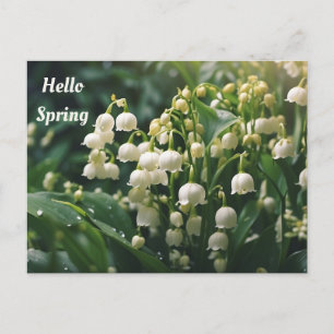 Hello Spring Lily of the Valley Flowers Postcard