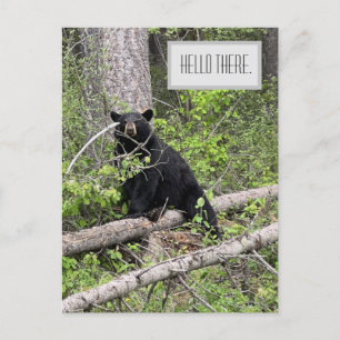 Hello There Black Bear Postcard
