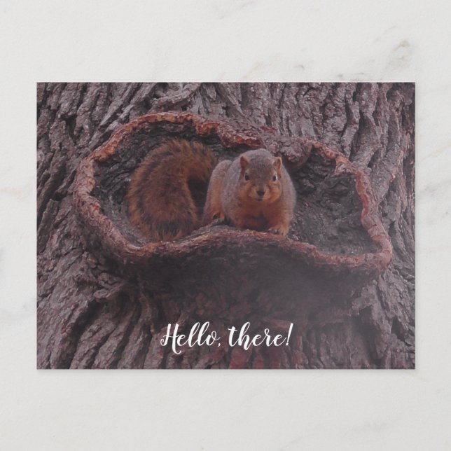 Hello There, Cute Squirrel Photography  Postcard (Front)
