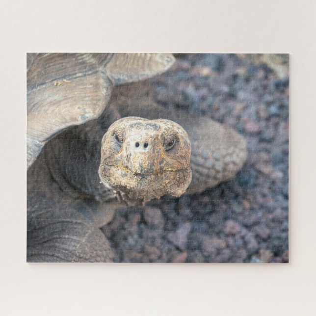 Hello There-Giant Tortoise Jigsaw Puzzle (Horizontal)