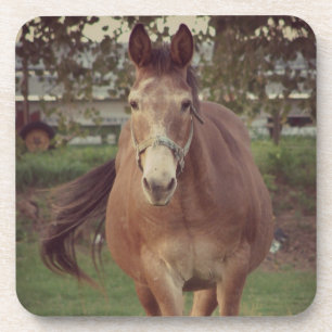 Hello there, I See you Coaster