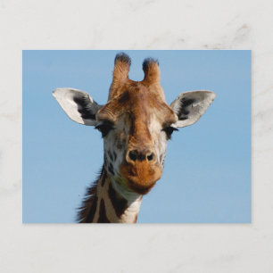 Hello There Postcard