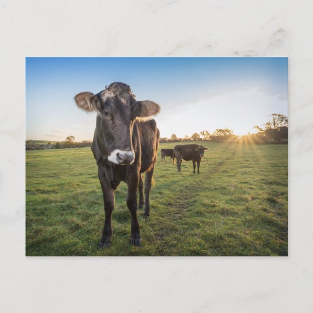 Hello there said the cow postcard (Front)