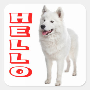 Hello White Samoyed Puppy Dog Sticker / Seal