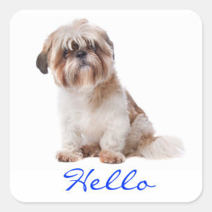 Hello White Shih Tzu Puppy Dog Greeting Stickers