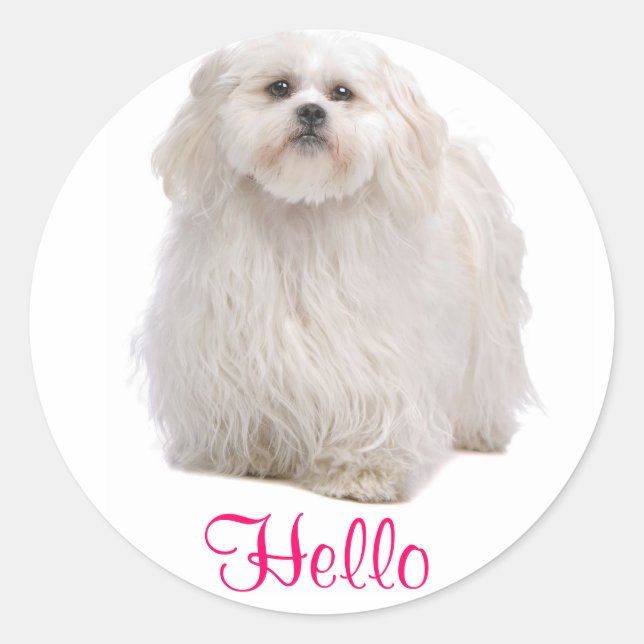 Hello White Shih Tzu Puppy Dog Greeting Stickers (Front)
