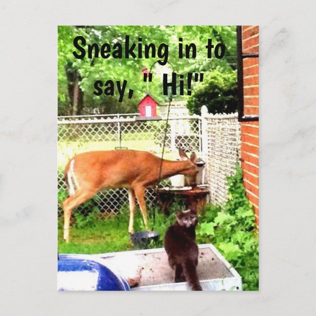 HELLO WITH BACKYARD ANIMALS postcard (Front)