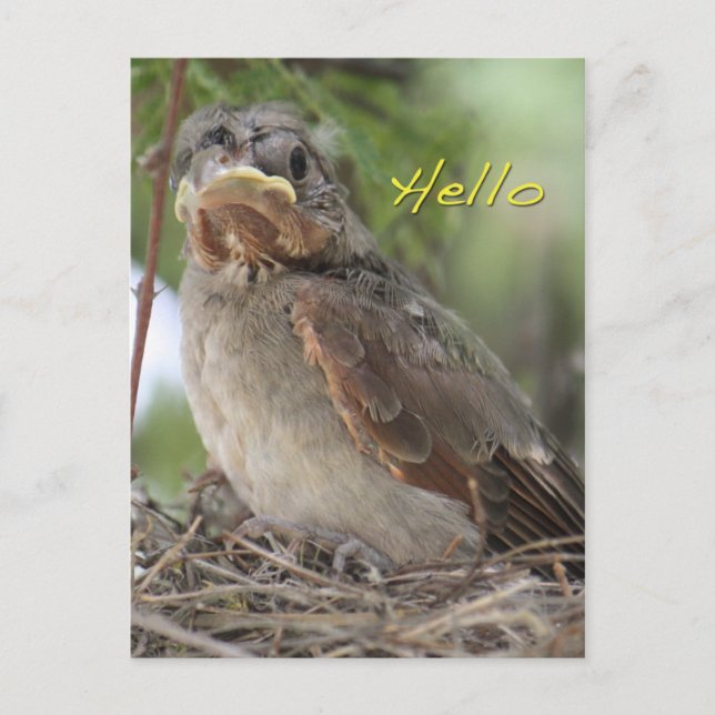 Hello World Postcard (Front)