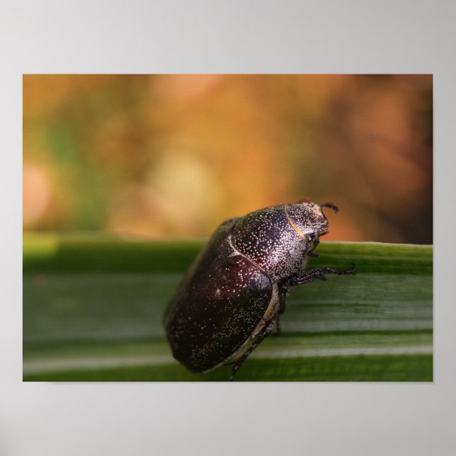 Hello World! Poster (Front)