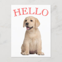 Hello Yellow Labrador Retriever Puppy Dog