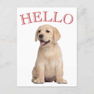 Hello Yellow Labrador Retriever Puppy Dog Postcard