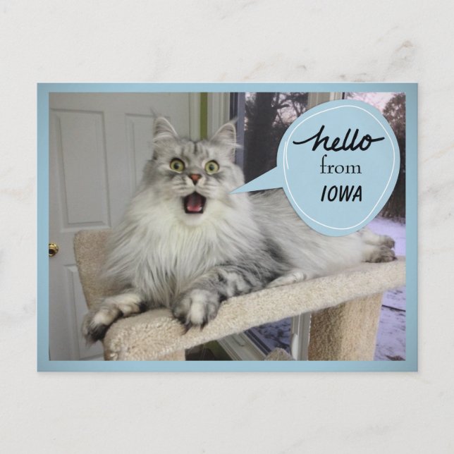 "Helloooo" from YOUR State Cat Postcard (Front)