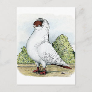 Helmet:  Red Pigeon Postcard
