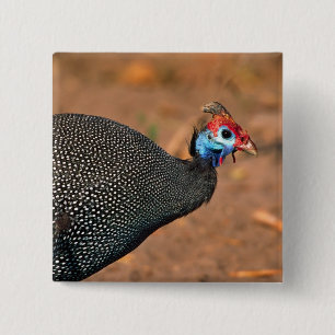 Helmeted Guinea Fowl (Numida meleagris). Africa, 15 Cm Square Badge