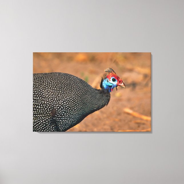 Helmeted Guinea Fowl (Numida meleagris). Africa, Canvas Print (Front)