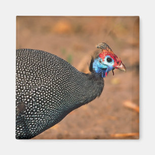 Helmeted Guinea Fowl (Numida meleagris). Africa, Magnet