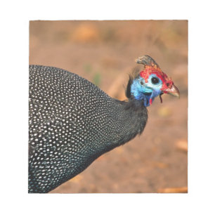 Helmeted Guinea Fowl (Numida meleagris). Africa, Notepad