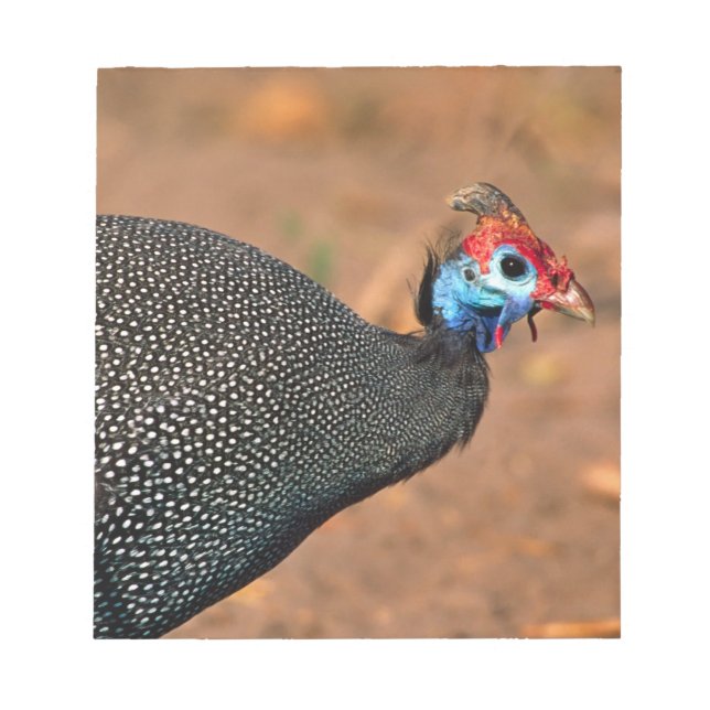 Helmeted Guinea Fowl (Numida meleagris). Africa, Notepad (Front)
