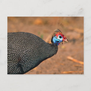 Helmeted Guinea Fowl (Numida meleagris). Africa, Postcard