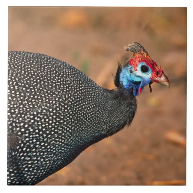 Helmeted Guinea Fowl (Numida meleagris). Africa, Tile (Front)