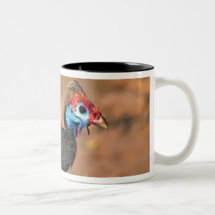 Helmeted Guinea Fowl (Numida meleagris). Africa, Two-Tone Coffee Mug