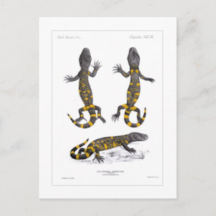 Heloderma Horridum (Beaded Lizard) Postcard
