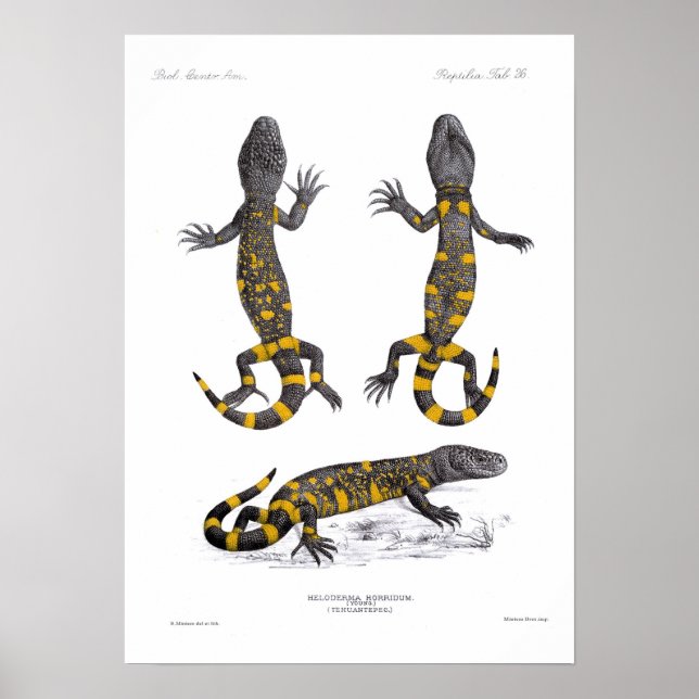 Heloderma Horridum (Beaded Lizard) Poster (Front)