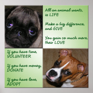Help Animals Poster