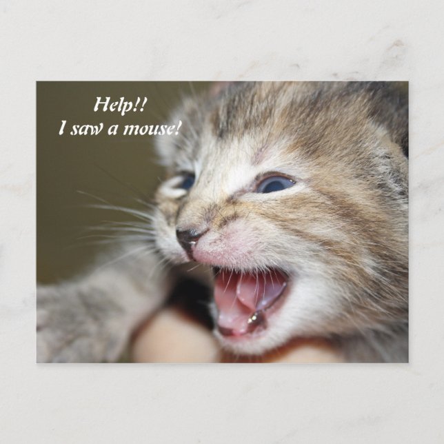 Help!!   I saw a mouse! Postcard (Front)