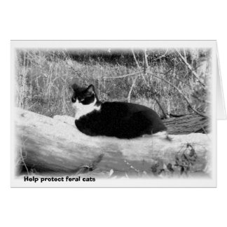 Help protect feral cats