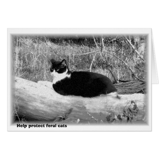 Help protect feral cats card