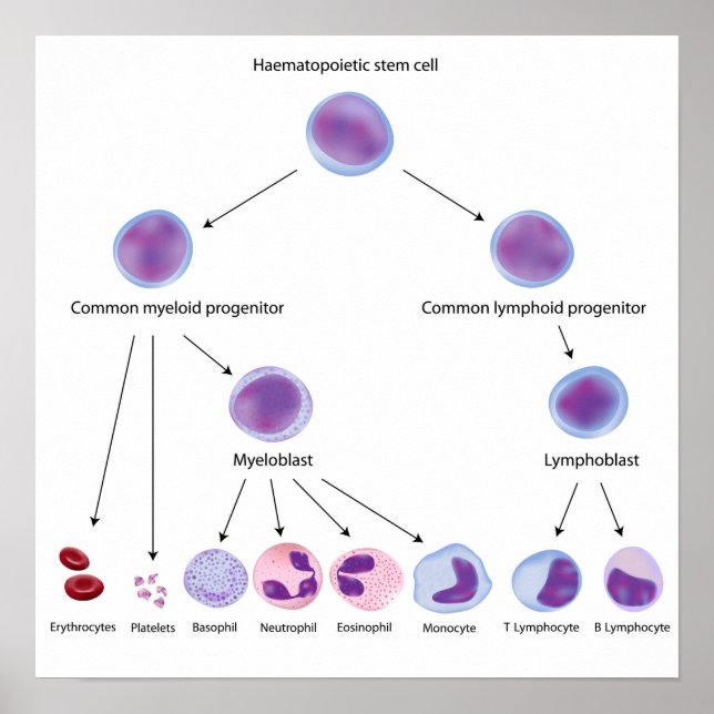 Hematopoiesis Poster (Front)