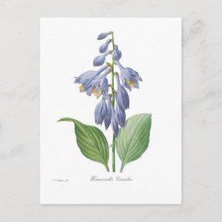 Hemerocallis caerulea (Hosta) Postcard
