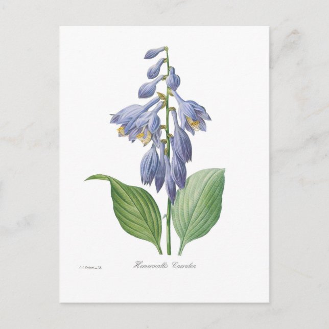 Hemerocallis caerulea (Hosta) Postcard (Front)
