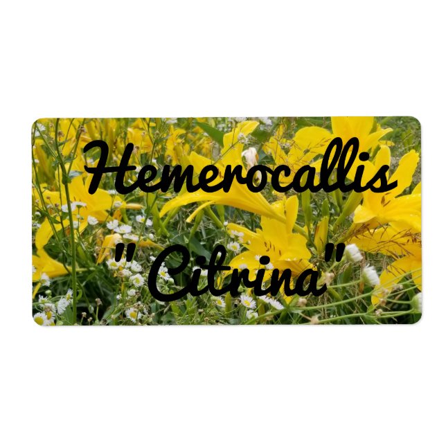 HEMEROCALLIS CITRINA LABEL (Front)