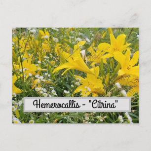 Hemerocallis - "Citrina" Postcard