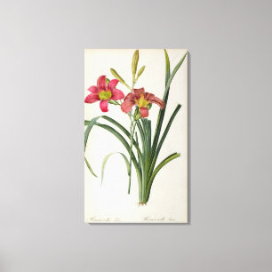 Hemerocallis fulva, from `Les Liliacees', 1805 Canvas Print