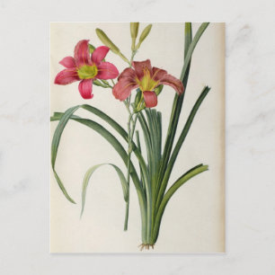 Hemerocallis fulva, from `Les Liliacees', 1805 Postcard