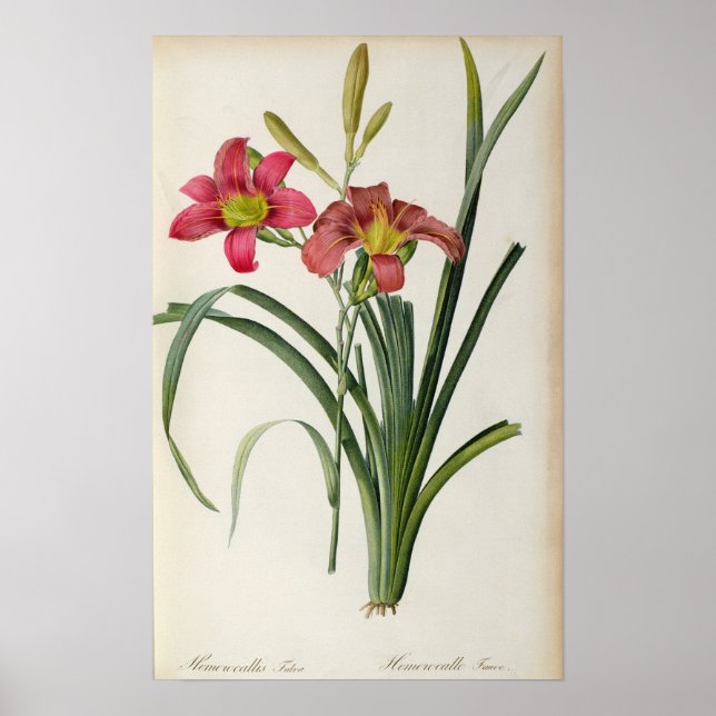 Hemerocallis fulva, from `Les Liliacees', 1805 Poster (Front)