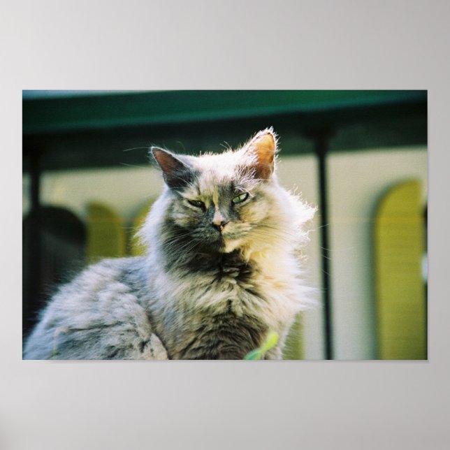 Hemingway cat 2 - Poster & Print (Front)