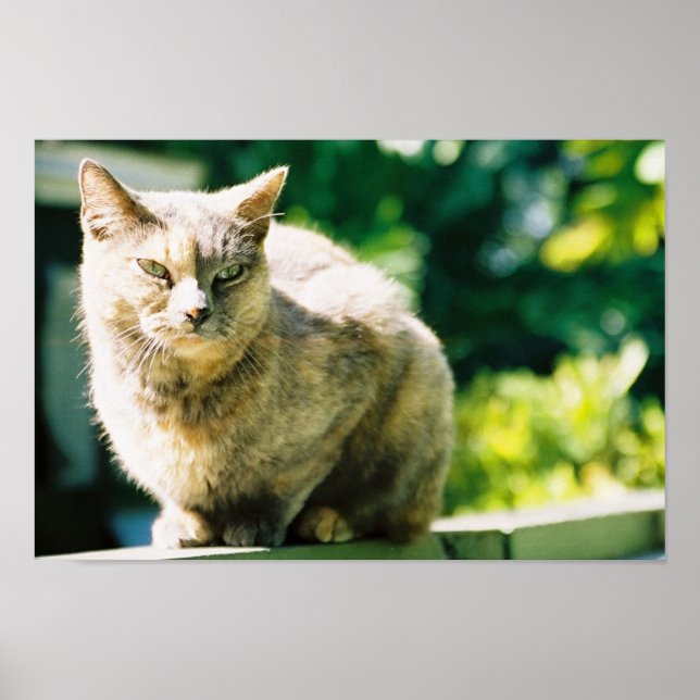 Hemingway Cat 3 - Poster & Print (Front)