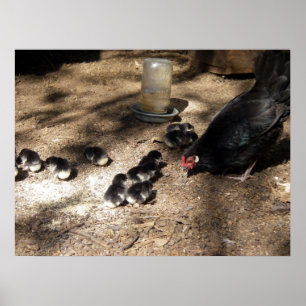 Hen And Baby Chicks Poster