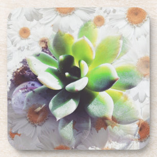 Hen and Chicks and Daisies Coaster