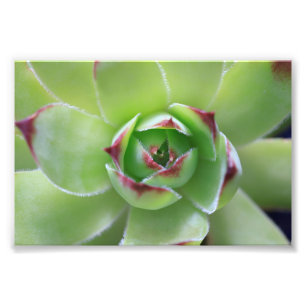 Hen and Chicks Beautiful Green Succulent Flower Photo Print